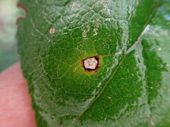 Mycosphaerella chimaphilae