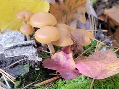 Galerina marginata
