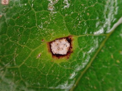 Mycosphaerella chimaphilae