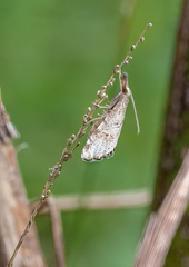 Glaucocharis dilatella