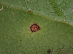 Mycosphaerella chimaphilae