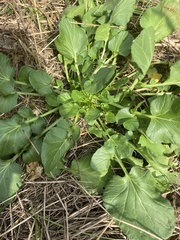 Barbarea vulgaris
