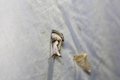 Chrysanympha formosa