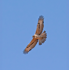 Aquila spilogaster