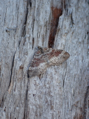 Xanthorhoe