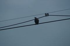 Sturnus vulgaris