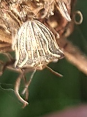 Ancyrosoma leucogrammes