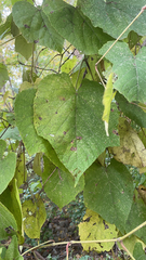 Vitis cinerea