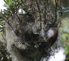 Cranioleuca hellmayri