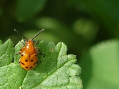 Crioceris duodecimpunctata