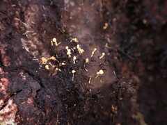 Eustilbum aureum