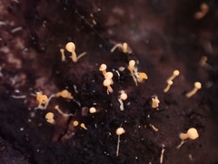 Eustilbum aureum