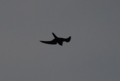 Falconiformes