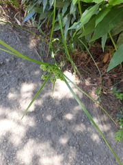 Cyperus eragrostis