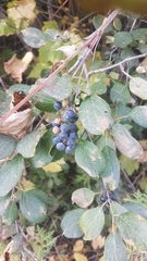 Amelanchier spicata