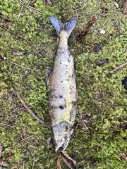 Oncorhynchus keta