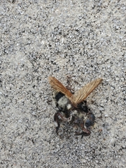 Mallophora bomboides