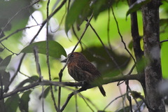 Malacoptila panamensis