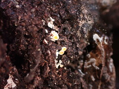 Lachnellula resinaria