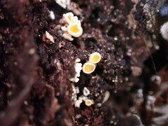 Lachnellula resinaria