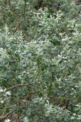 Chenopodium parabolicum
