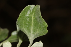 Chenopodium parabolicum
