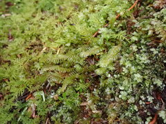 Plagiochila