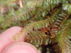 Plagiochila