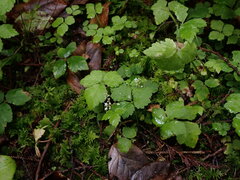 Tiarella trifoliata trifoliata
