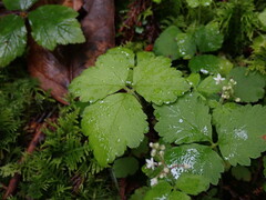 Tiarella trifoliata trifoliata