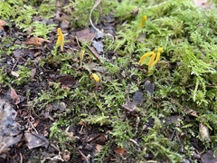 Clavulinopsis helvola