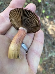 Chroogomphus vinicolor