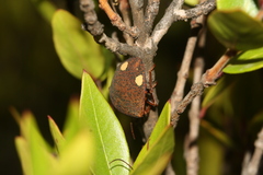 Solenosthedium bilunatum