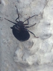 Antiteuchus tripterus