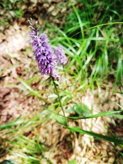 Dactylorhiza fuchsii