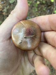 Chroogomphus vinicolor