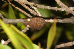 Solenosthedium bilunatum