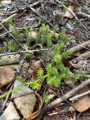 Lycopodiaceae