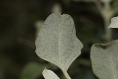 Chenopodium parabolicum