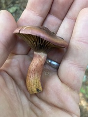 Chroogomphus vinicolor