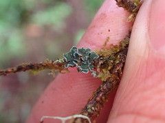 Erioderma sorediatum