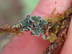 Erioderma sorediatum