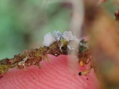 Erioderma sorediatum