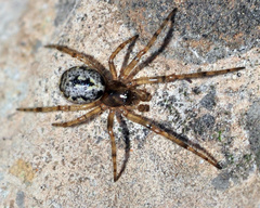 Enoplognatha mandibularis