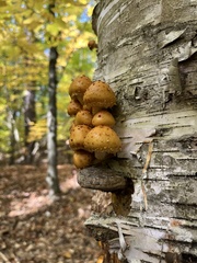 Pholiota aurivella