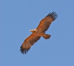 Aquila rapax