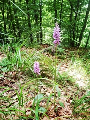 Dactylorhiza fuchsii