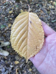 Betula cordifolia