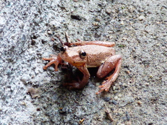Dendropsophus columbianus