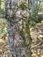 Betula cordifolia